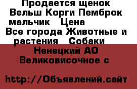 Продается щенок Вельш Корги Пемброк мальчик › Цена ­ 65 000 - Все города Животные и растения » Собаки   . Ненецкий АО,Великовисочное с.